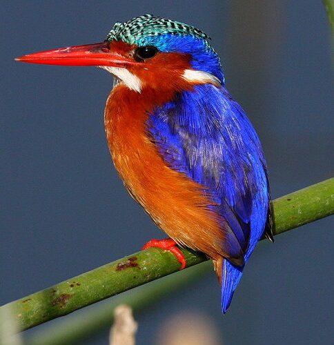 5-Day Bird-Watching Tour in Ethiopia