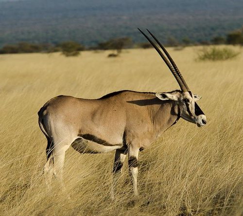 Awash National Park Tour Package